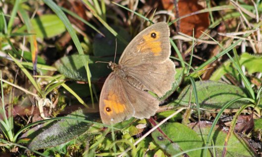 201024 meadow brown 201001