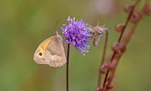 201024 meadow brown 201005