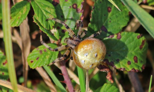 201026 four-spotted orb weaver (2)