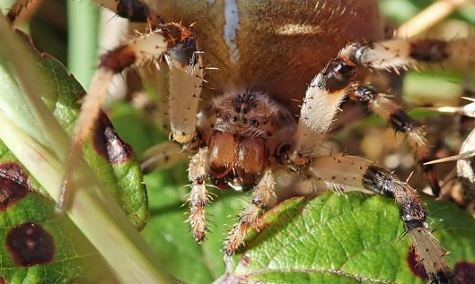 201026 four-spotted orb weaver (3)