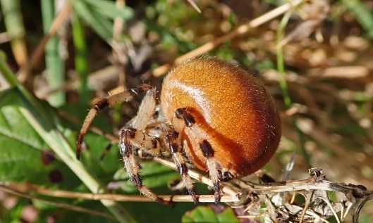 201026 four-spotted orb weaver (4)