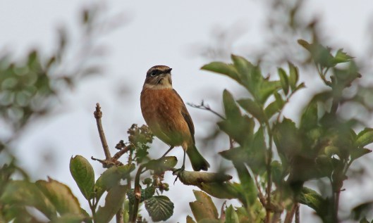 201027 stonechat (2)