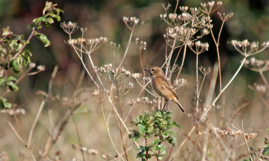 201027 stonechat (4)