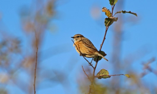 201027 stonechat (5)