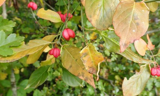 201028 Stenacis euonymi (1)