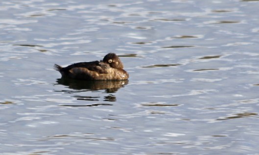 201029 ring-necked ducks (1)