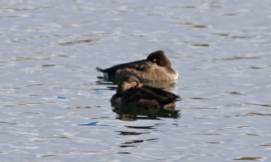 201029 ring-necked ducks (2)