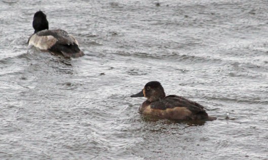 201029 ring-necked ducks (3)