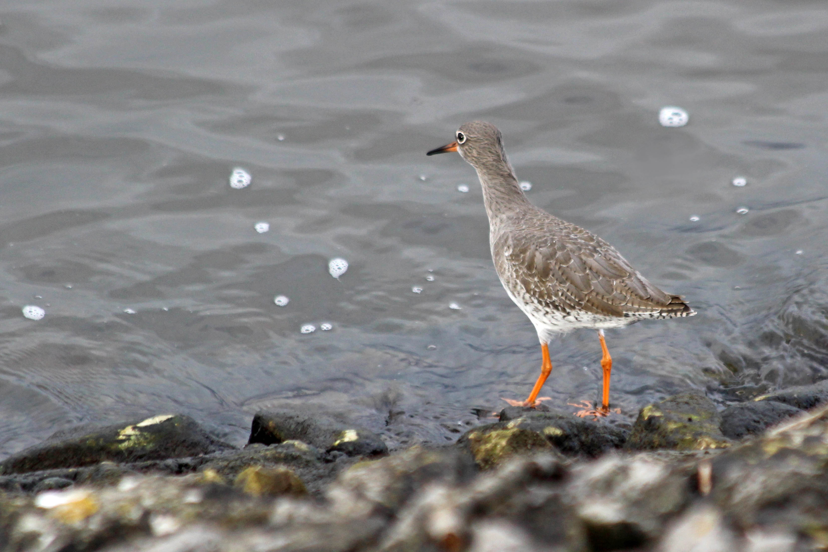 201103 redshank