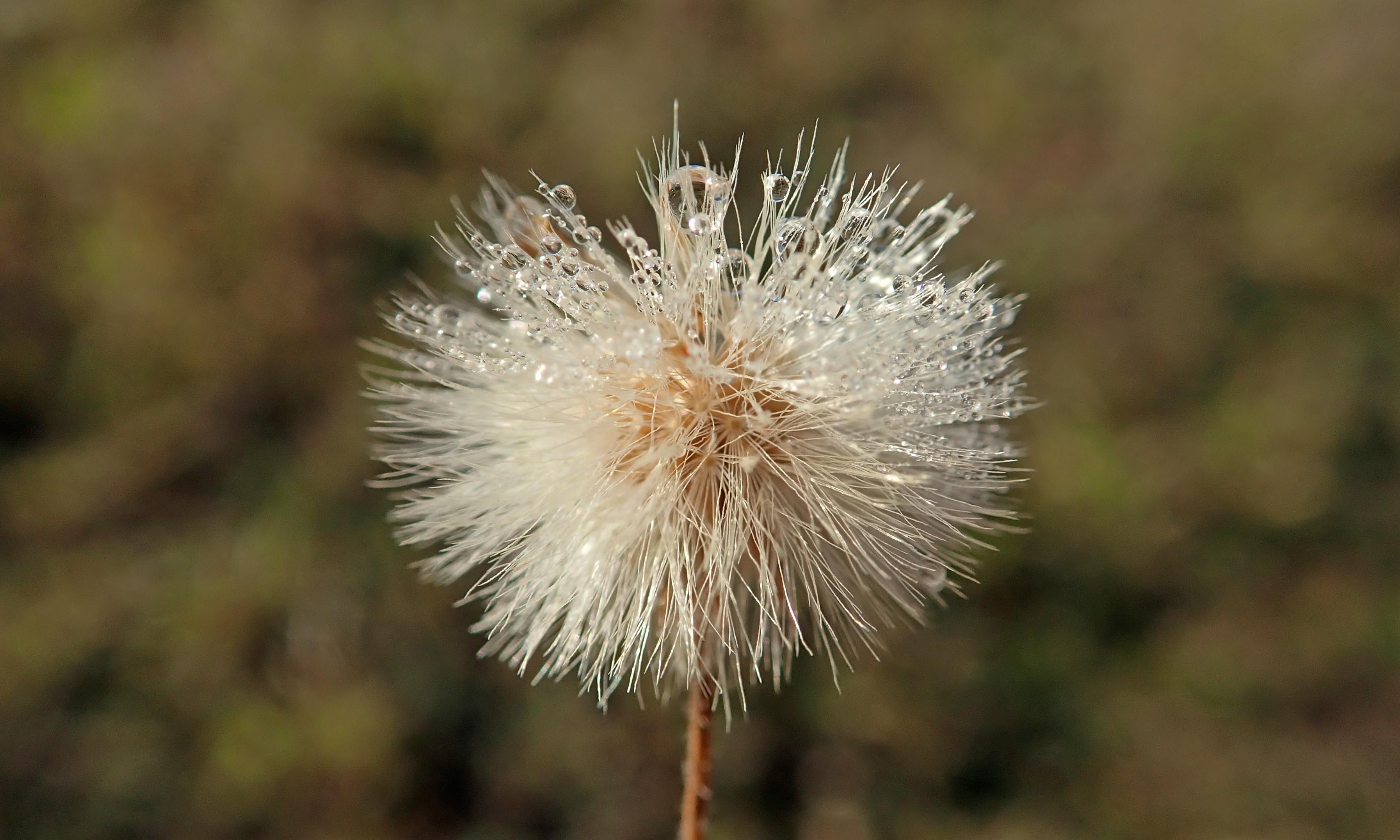 201104 seedhead (3)