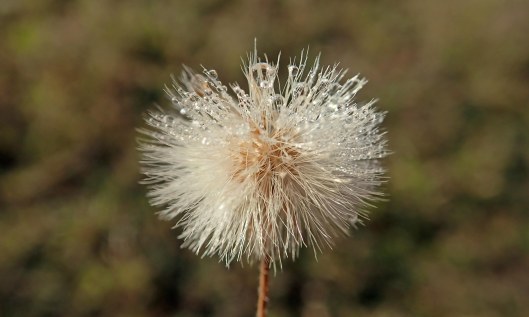 201104 seedhead (3)