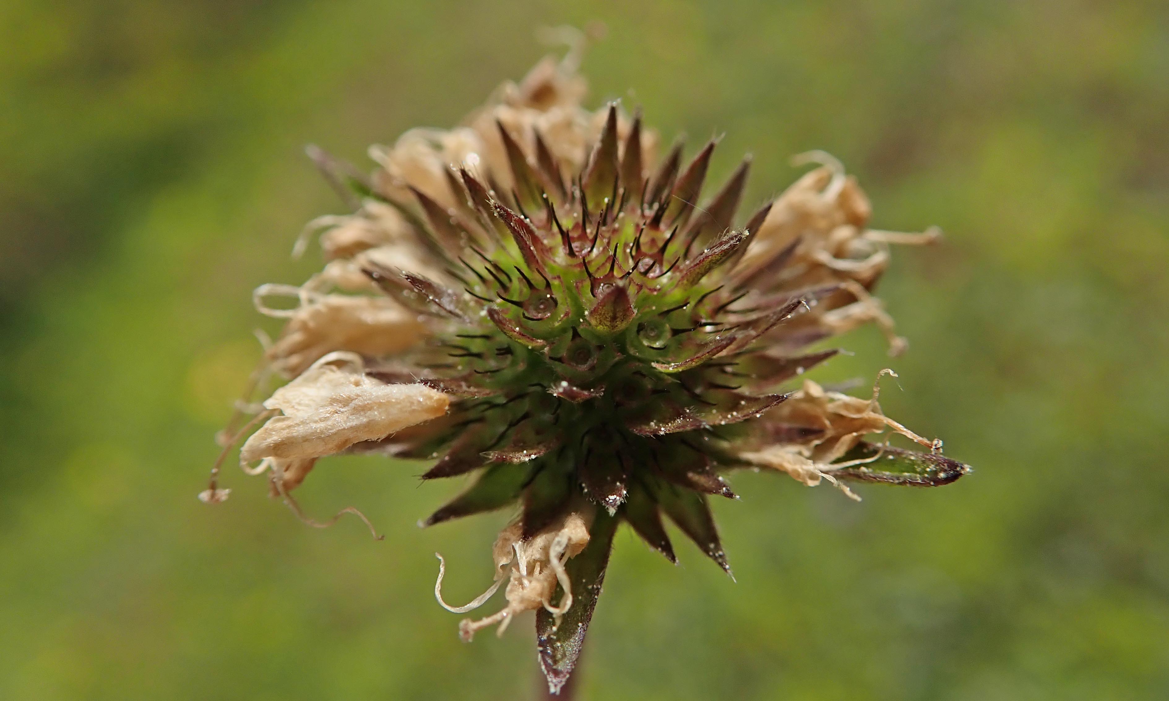 201104 seedhead (4)