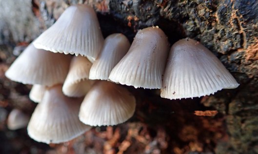 201106 grooved bonnets (1)