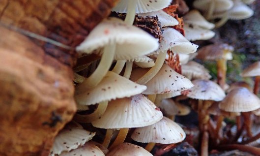 201106 grooved bonnets (3)