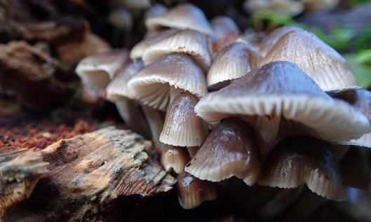 201106 grooved bonnets (4)