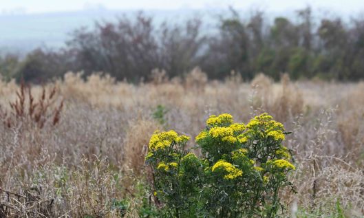 201108 x ragwort