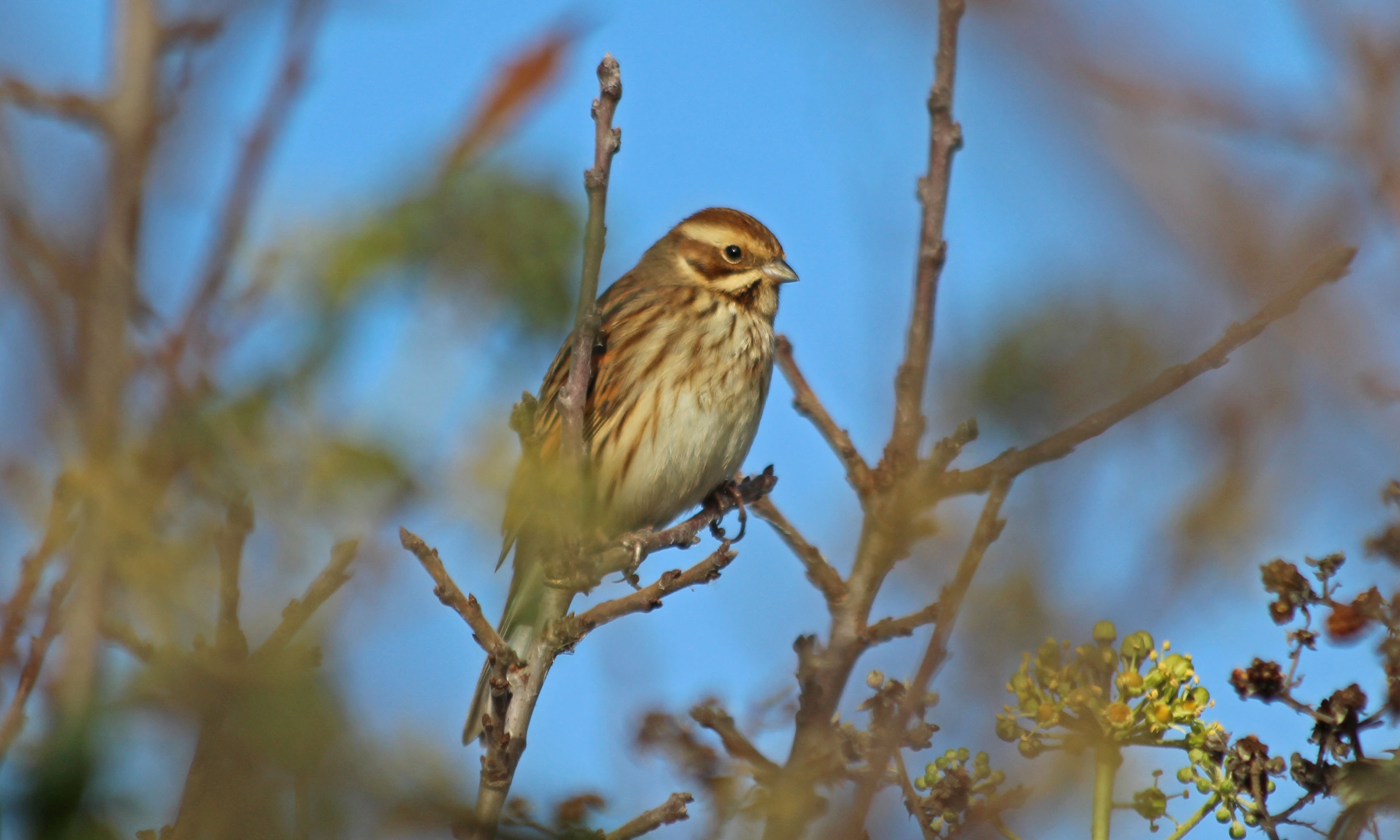 201110 reed bunting