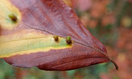 201111 Hartigiola annulipes green islands (1)