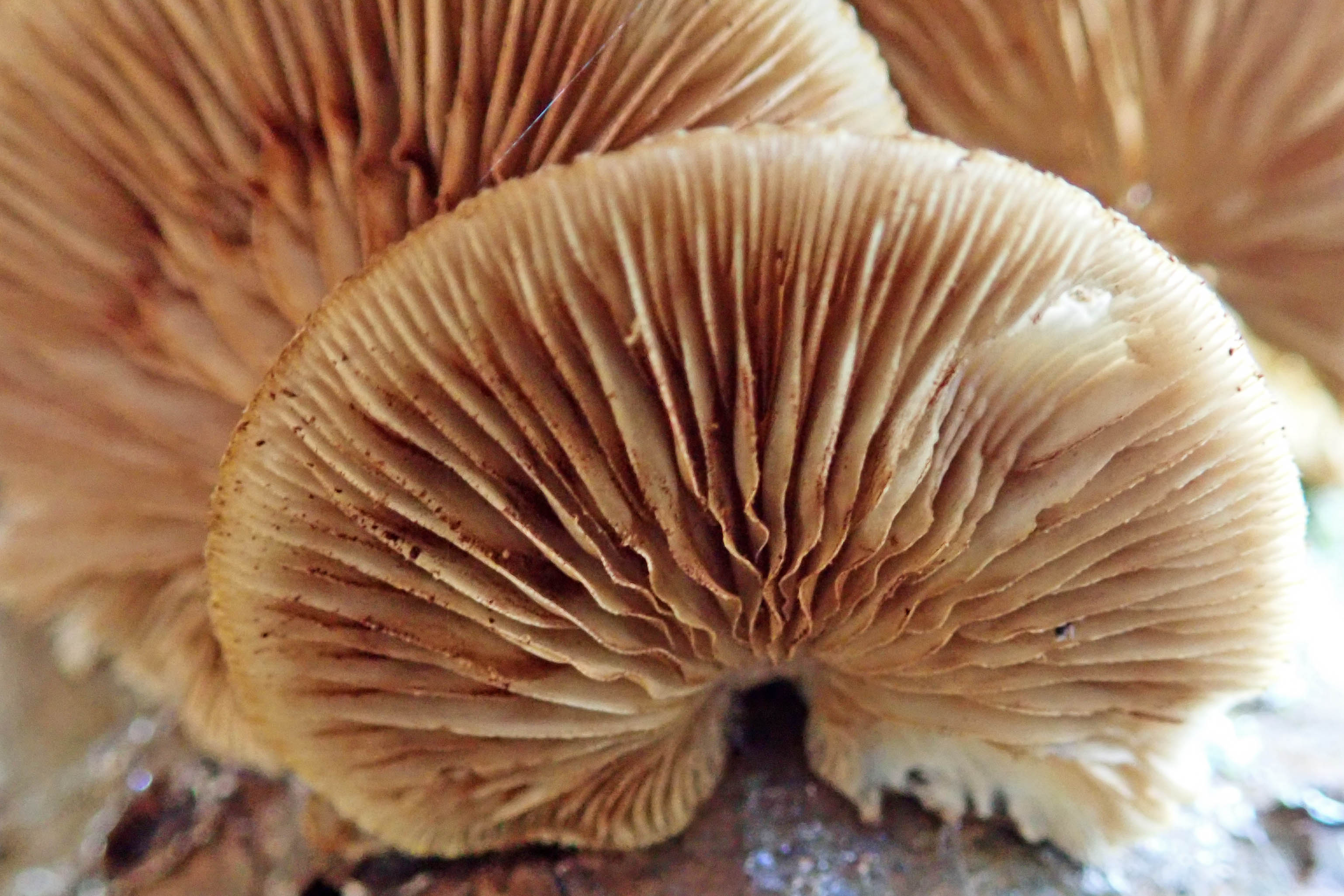 201113 peeling oysterling (2)