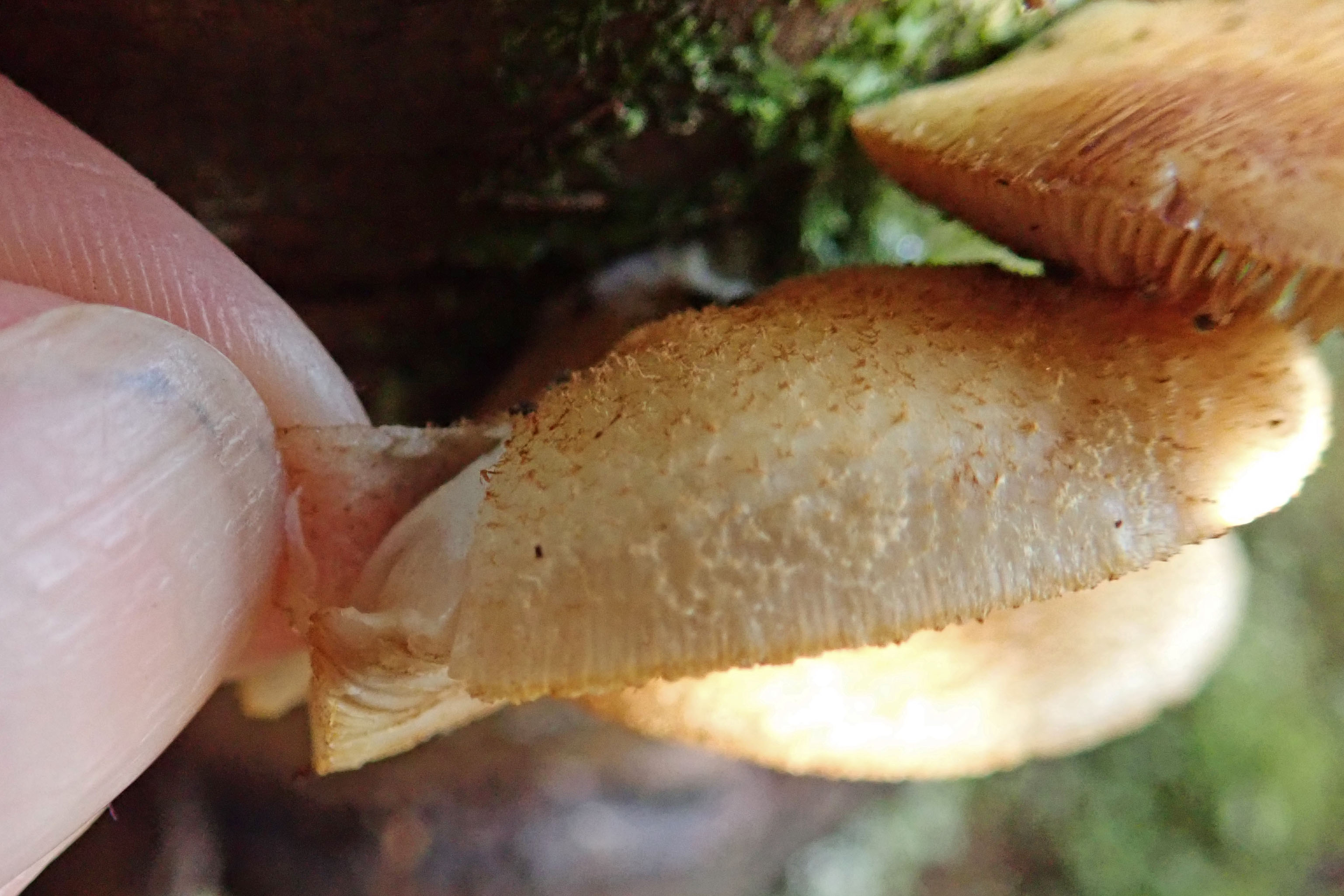 201113 peeling oysterling (3)