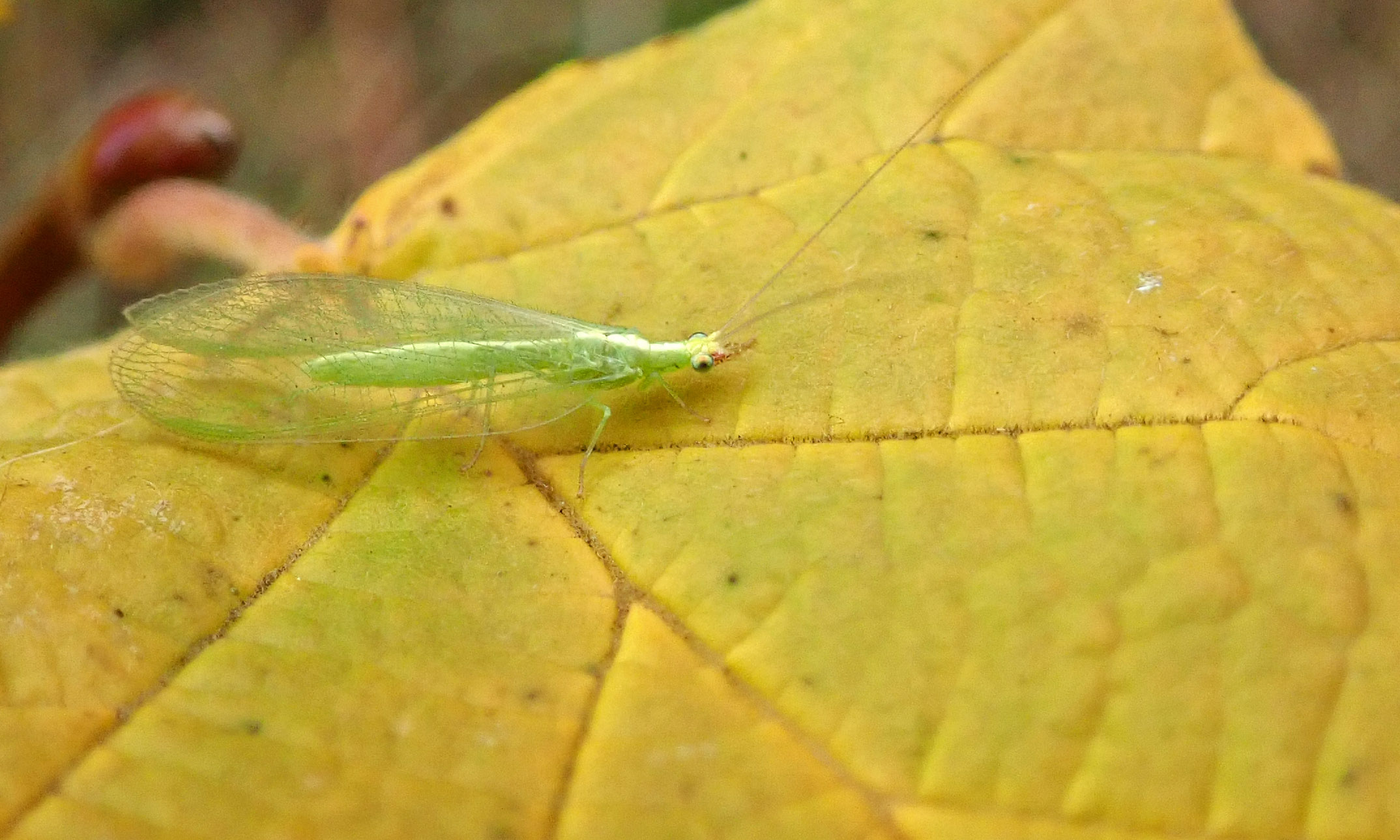 201114 lacewing