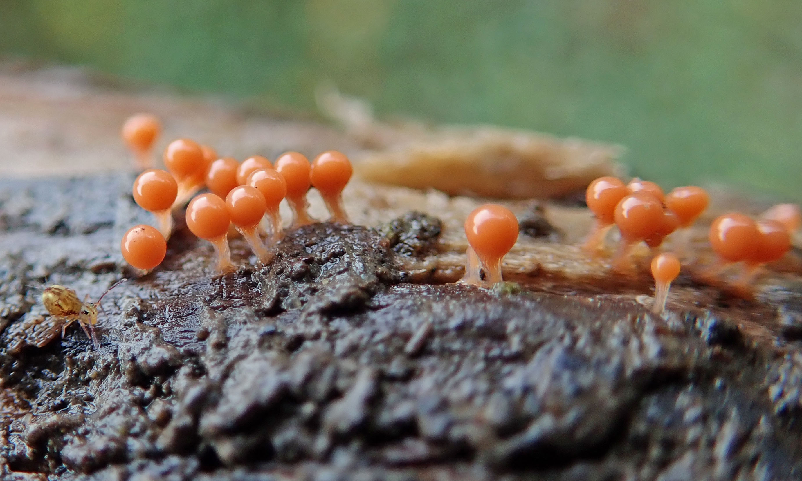 201116 springtails and slime (1)