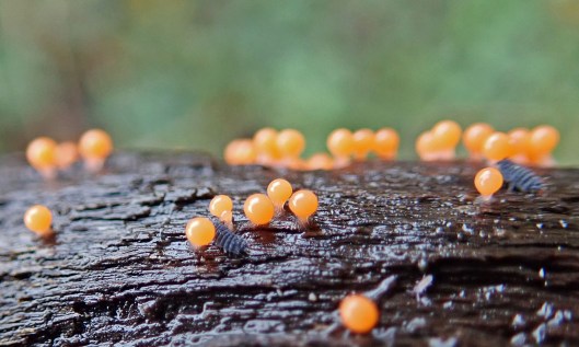 201116 springtails and slime (3)