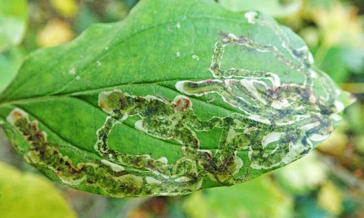 201117 Phytomyza agromyzina (4)