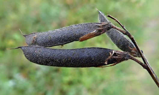 201118 seedheads (1)