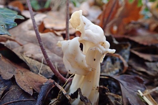 201120 white saddle (1)