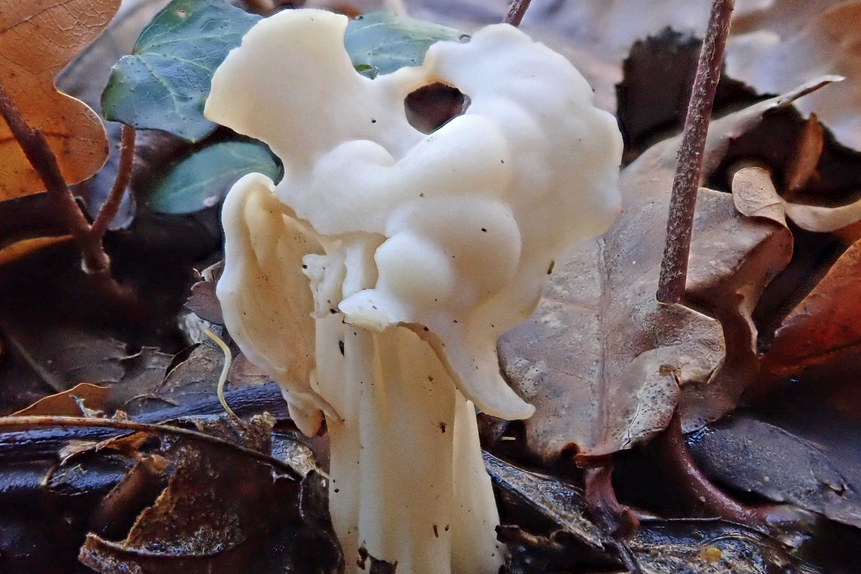 201120 white saddle (2)