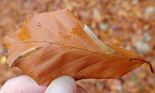 201121 Phyllonorycter maestingella (1)