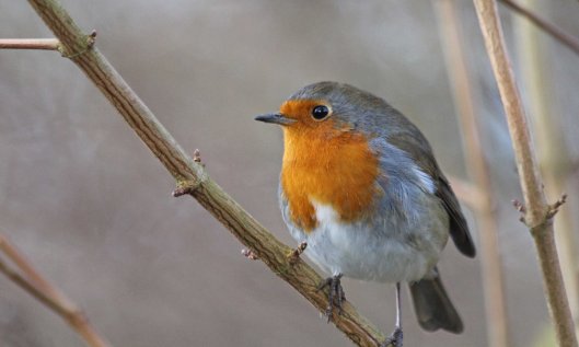 201123 robin (1)