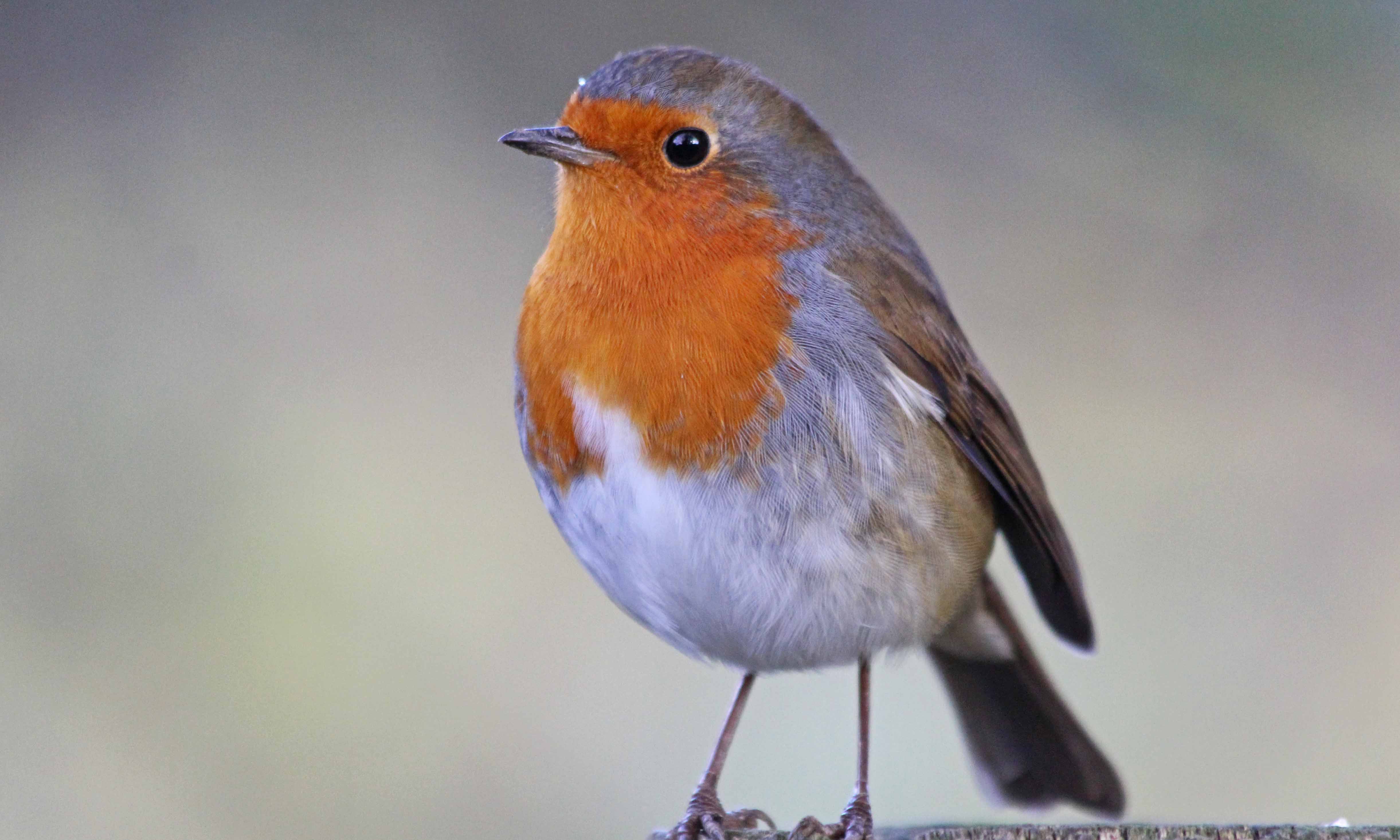 201123 robin (2)