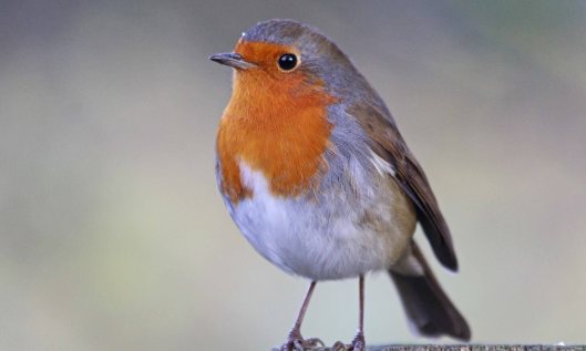 201123 robin (2)