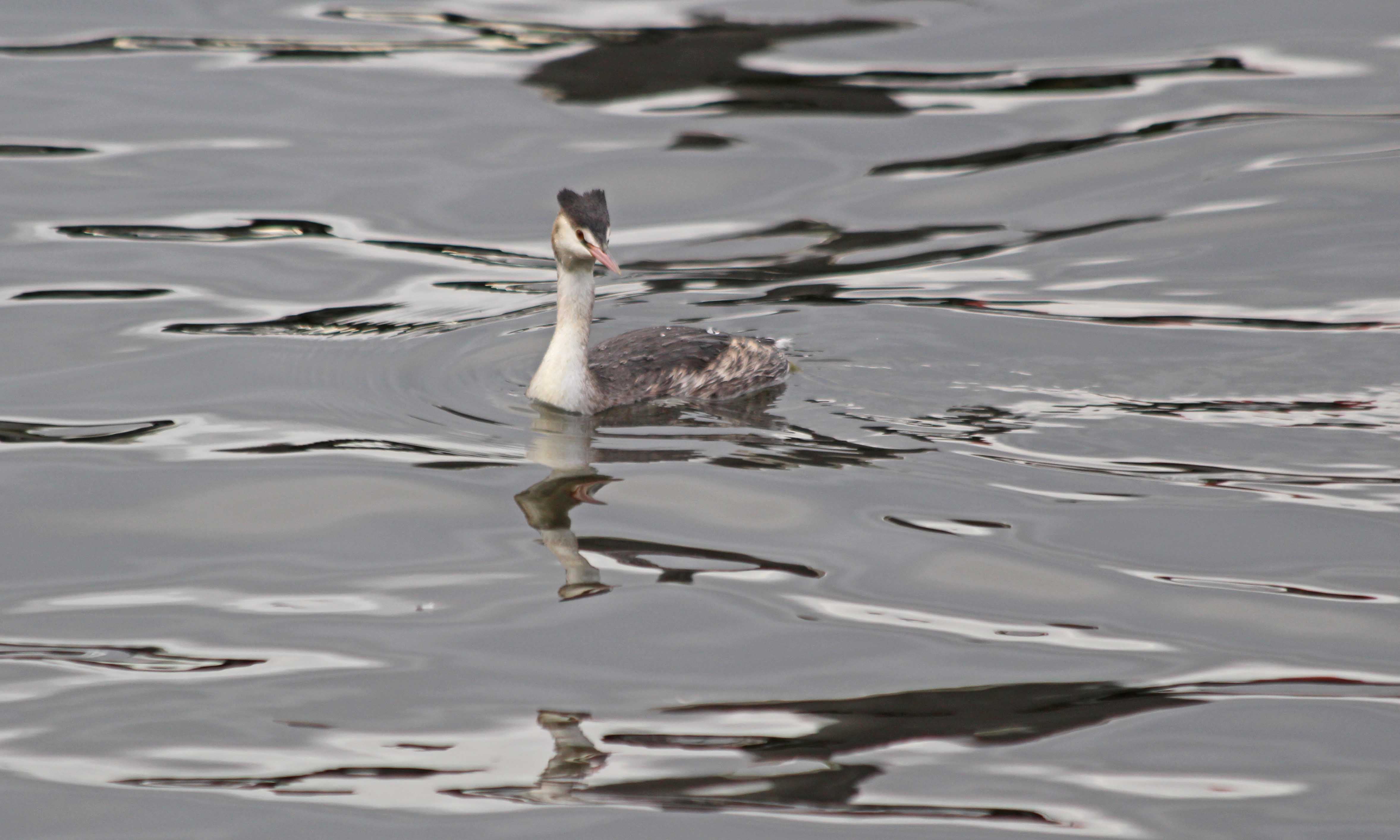 201125 7 great crested grebe