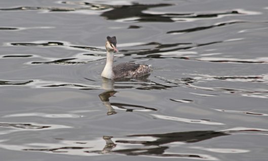 201125 7 great crested grebe