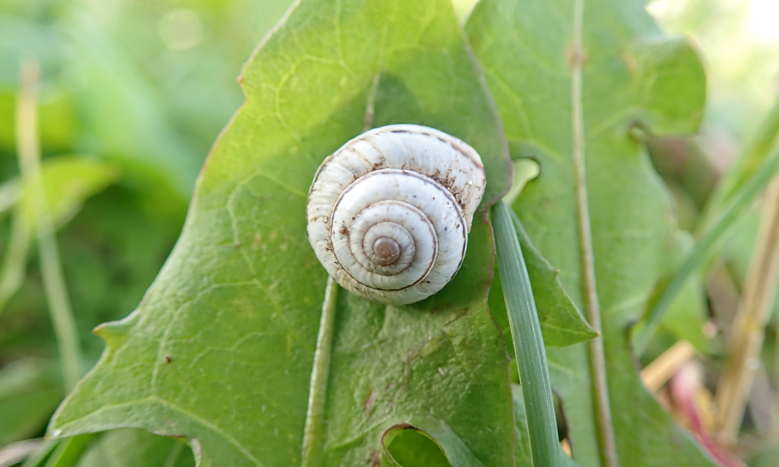 201128 striped snail (1)