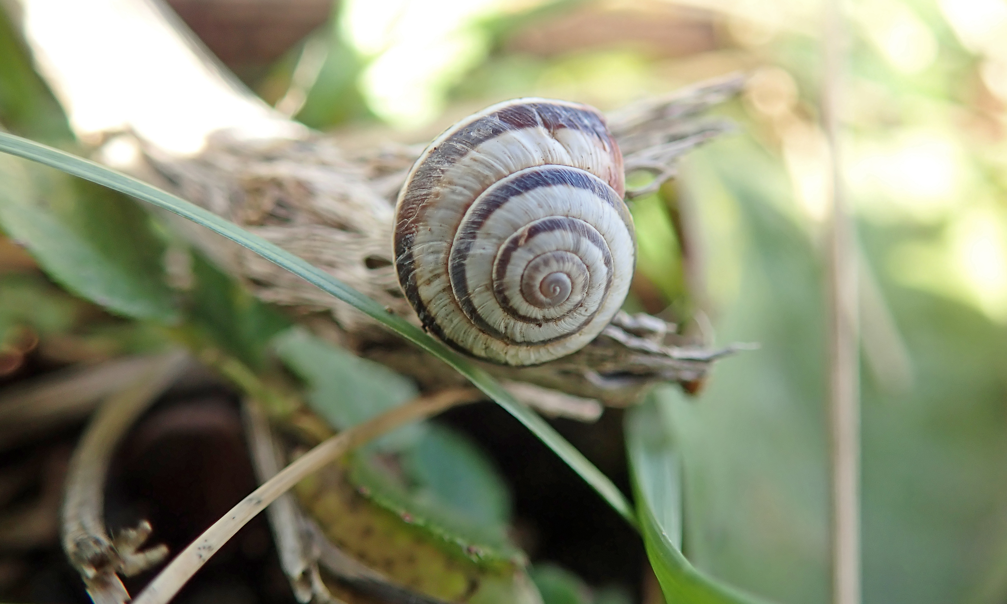 201128 striped snail (2)
