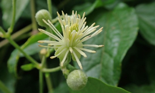 201129 old mans beard (1)