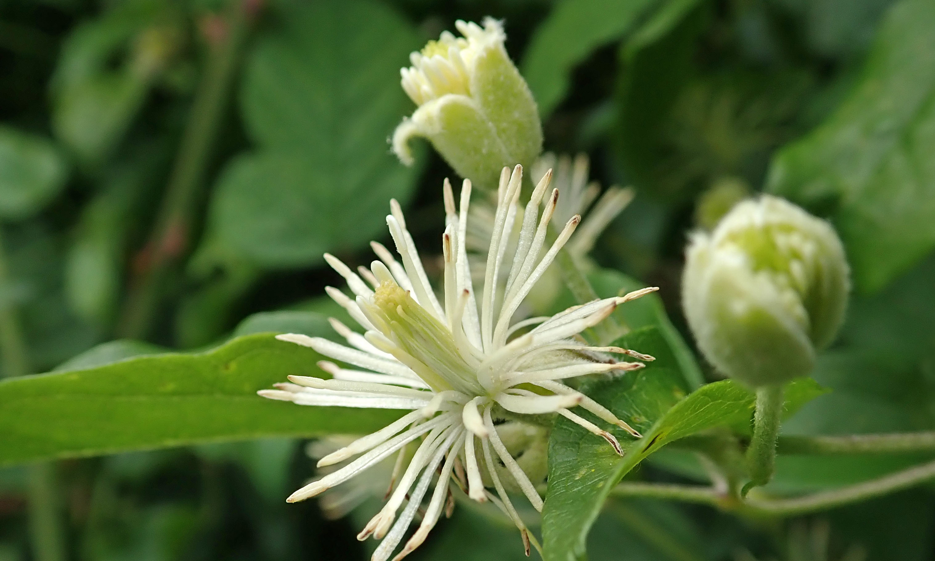 201129 old mans beard (2)