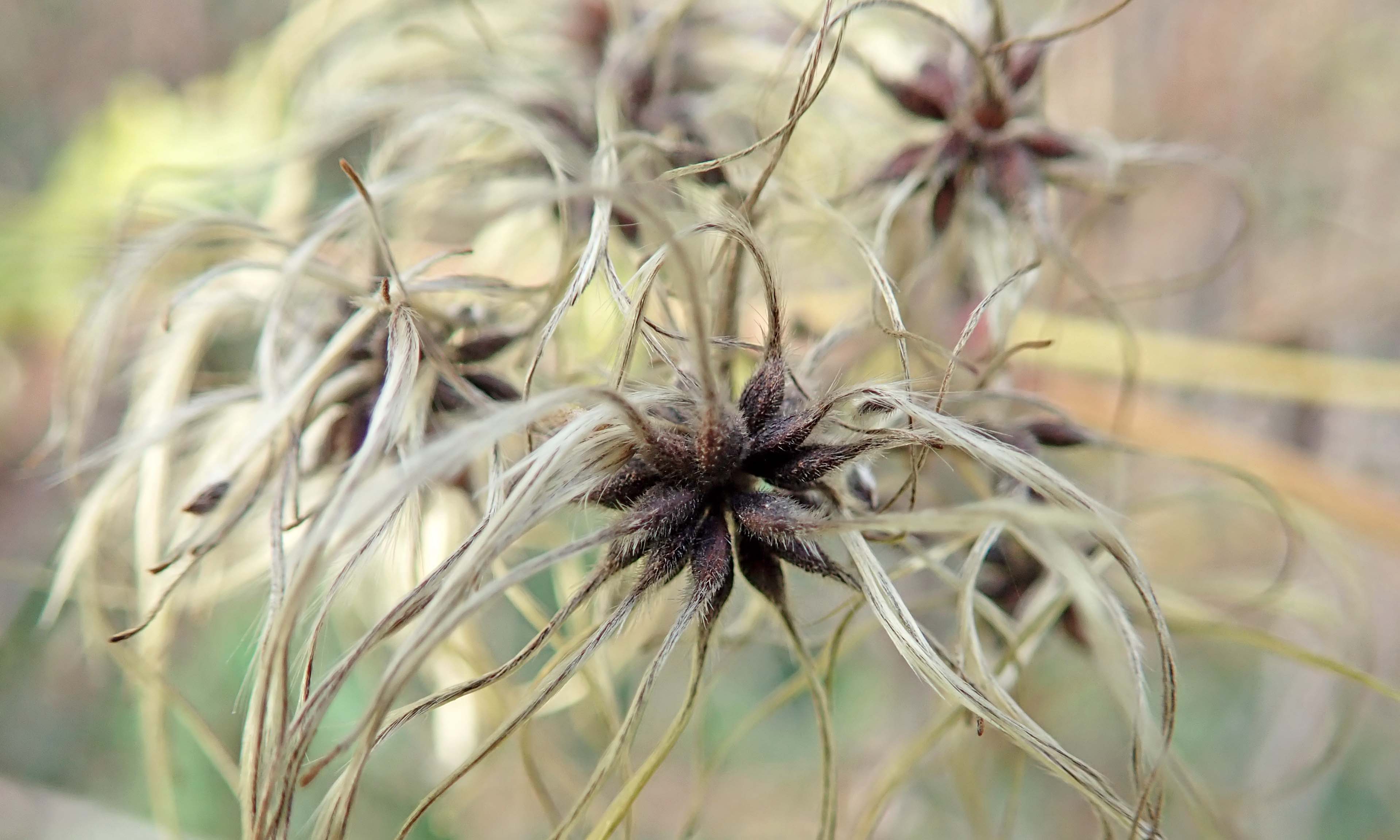 201129 old mans beard (3)