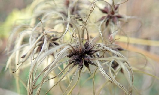 201129 old mans beard (3)