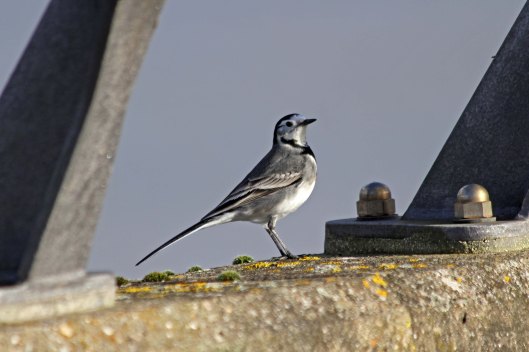 201201 pied wagtail (1)