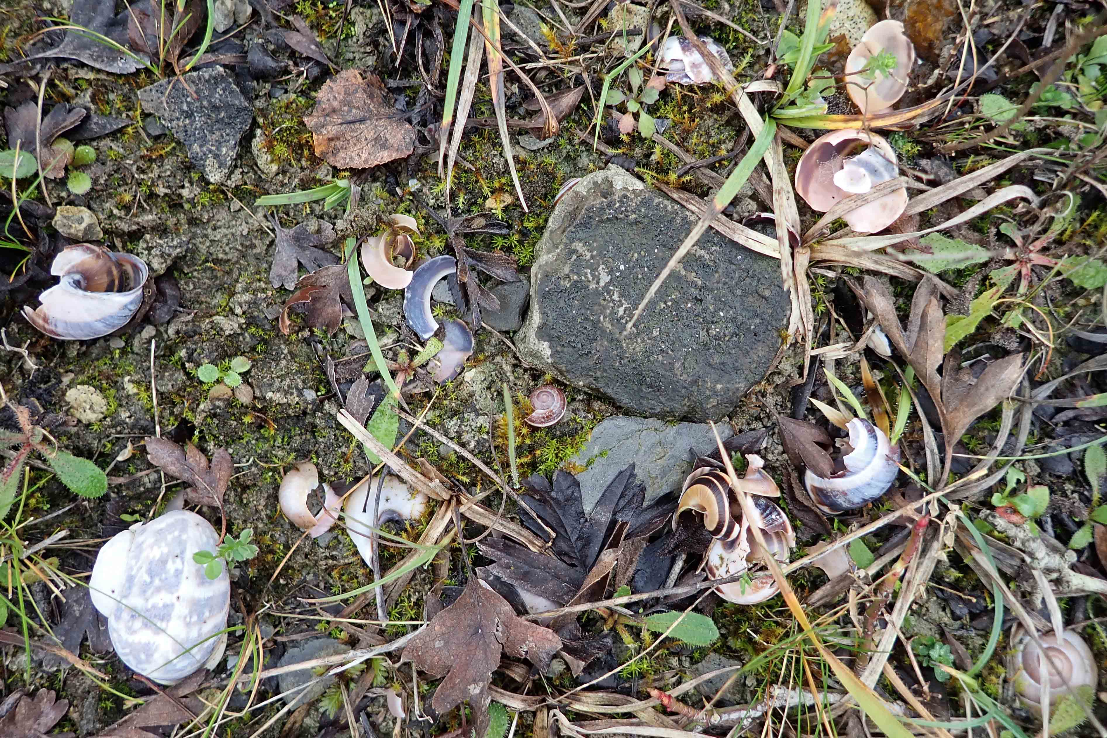 337/366 The anvil | earthstar