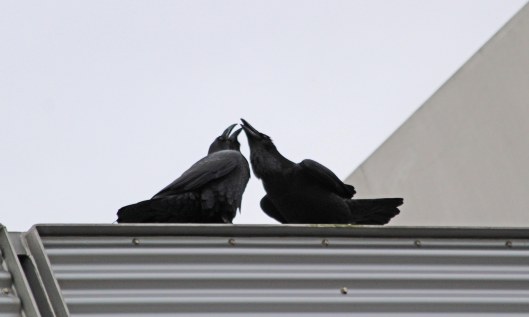 201205 raven courtship (1)