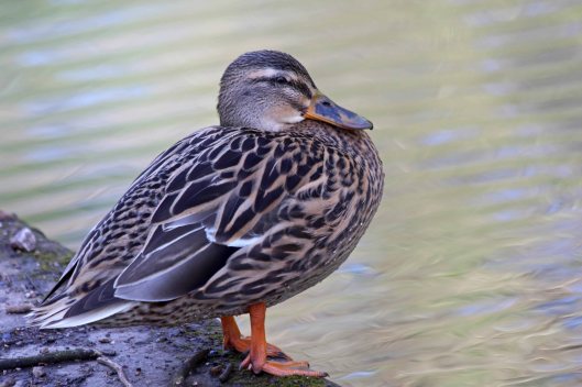 201208 female mallard