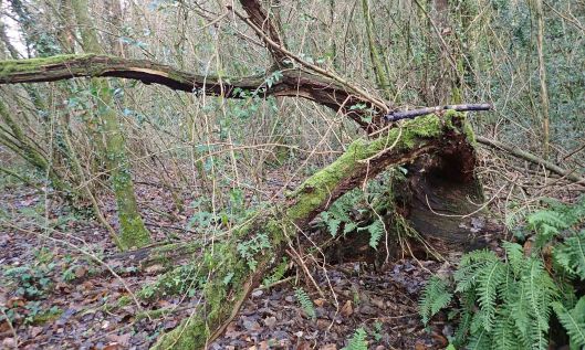 201209 cobalt crust (1)