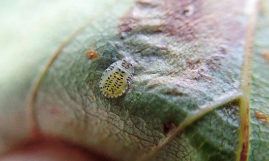 201210 Crypturaphis grassii (1)