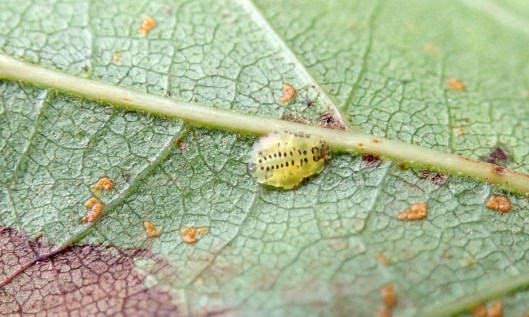 201210 Crypturaphis grassii (3)